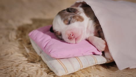Cute-Newborn-Puppy-Sleeps-In-Bed-01