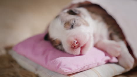 Cute-Newborn-Puppy-Sleeps-In-Bed-02