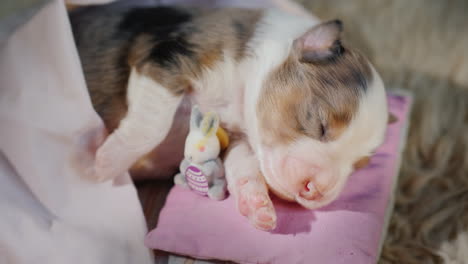 Cute-Newborn-Puppy-Sleeps-In-Bed-04