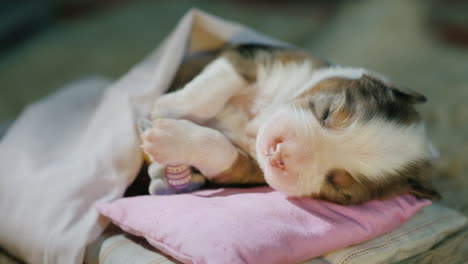 Cute-Newborn-Puppy-Sleeps-In-Bed-05