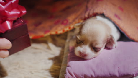 Cute-Newborn-Puppy-Sleeps-In-His-Bed