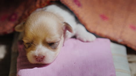 Cute-Newborn-Puppy-Sleeps-In-His-Bed