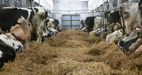 Cow-Eating-Hay-In-Farm-Barn-Agriculture-Dairy-Cows-In-Agricultural-Farm-Barn-Stable-2
