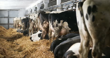 Cow-Eating-Hay-In-Farm-Barn-Agriculture-Dairy-Cows-In-Agricultural-Farm-Barn-Stable-5