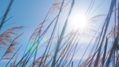 Sunset-Through-The-Reeds-Silver-Feather-Grass-Swaying-In-Wind-4