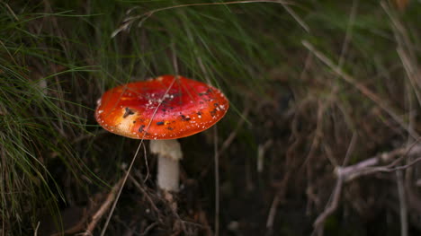 Dangerous-Red-Toadstool-In-Forest-1