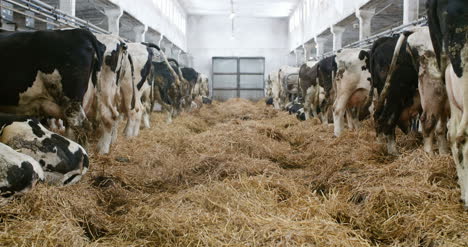 Milchige-Kühe-Bereit-Zum-Melken-Bei-Der-Milchproduktion-Des-Hofes