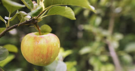 Fresh-Apple-On-A-Tree-Branch-4