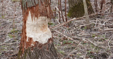 Half-Cut-Tree-Trunk-In-Forest-3