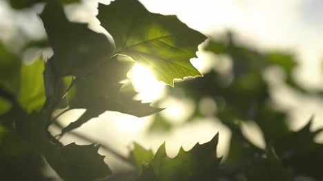 Sun-Luz-Shining-Through-Leaves-8