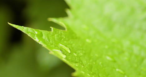 Water-Drops-On-Leaf-Surface-14
