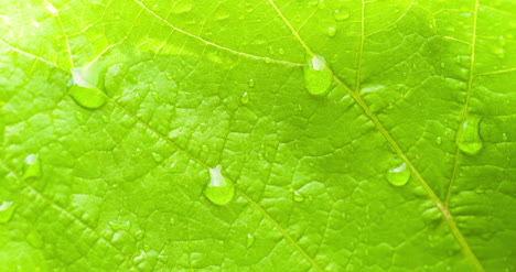 Water-Drops-On-Leaf-Surface-16