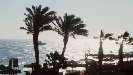 Silhouettes-Of-Palm-Trees-Against-The-Background-Of-The-Morning-Sea
