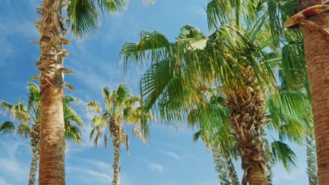 Tropische-Palmen-Gegen-Den-Himmel