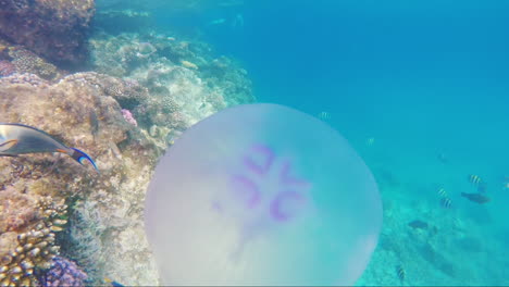 Jellyfish-Swims-In-The-Background-Of-A-Coral-Reef