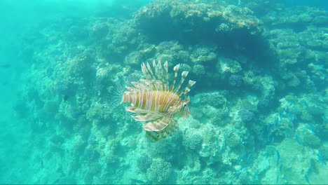 Fish-Lionfish---Dangerous-Creatures-In-The-Red-Sea