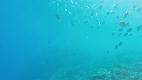 Variety-Of-Sea-Fish-On-The-Background-Of-Coral-Reefs