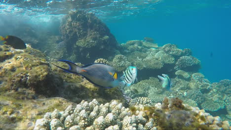 Bright-Exotic-Fish-Float-In-The-Surf-Line-Near-The-Coral-Reef
