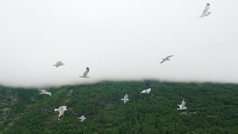 A-Flock-Of-Seagulls-In-Flight-Against-The-Background-Of-Picturesque-Mountains-And-Fjords