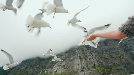 A-Woman's-Hand-Feeds-A-Flock-Of-Gulls-With-A-Piece-Of-Bread-Cruise-On-The-Fjords-Of-Norway-4k-Video