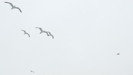 A-Flock-Of-Seagulls-Flies-Against-The-Background-Of-The-Milk-Sky