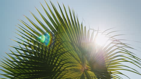 Sun-Rays-Beautifully-Shine-Through-The-Branches-Of-Several-Palms-Against-The-Blue-Sky-4k-Video