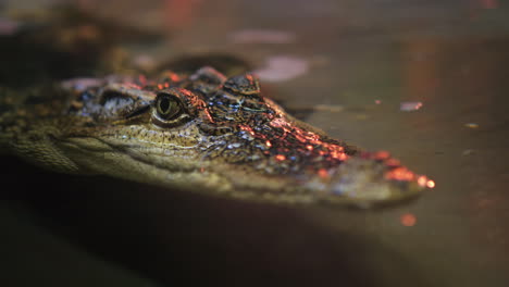 The-Head-Of-The-Siamese-Crocodile-Peeps-Out-Of-The-Water-4k-Video