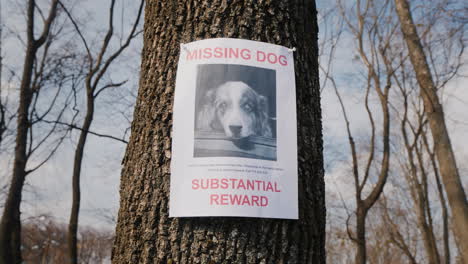 On-The-Tree-Hangs-A-Poster-About-The-Disappearance-Of-The-Dog-Breed-Australian-Shepherd