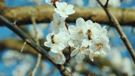 Bee-Collecting-Pollen-On-Apricot-Blossom
