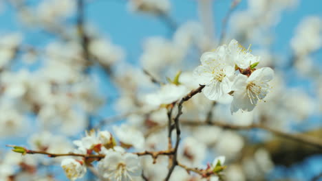 A-Branch-Of-Blossoming-Apricots-Against-A-Blue-Sky