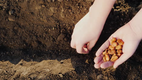 Farmer's-Hands-Are-Planting-Grain-Into-The-Soil-New-Life-Concept