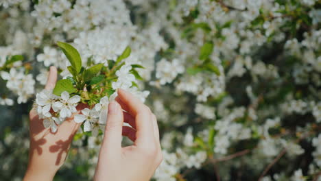 Women's-Hands-Are-Touching-A-Branch-Of-A-Flowering-Tree