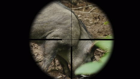 View-Through-A-Rifle-Optical-Sight-On-A-Wild-Animal-In-The-Forest-The-Hunter-Takes-Aim-At-The-Boar