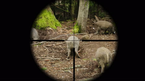 Hunter-Takes-Aim-At-A-Wild-Pig-In-The-Forest-View-Through-A-Telescopic-Sight