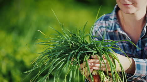 Farmer's-Hands-Are-Holding-An-Armful-Of-Green-Onions-Just-Cut-From-The-Garden