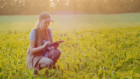 A-Farmer-Works-In-A-Field-Of-Young-Corn-Uses-A-Tablet-Side-View