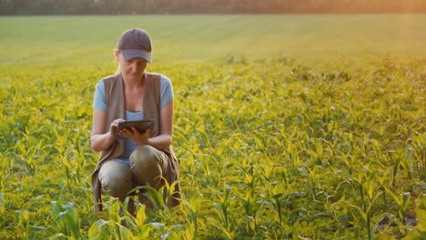 A-Farmer-Works-In-A-Field-Of-Young-Corn-Uses-A-Tablet-Side-View