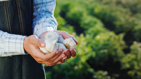 A-Man-Holds-Several-Garlic-Bulbs-Products-From-Your-Garden
