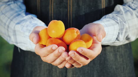 Farmer's-Hands-Hold-Several-Juicy-Spelled-Apricot