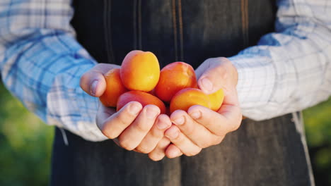 Farmer's-Hands-Hold-Several-Juicy-Spelled-Apricot