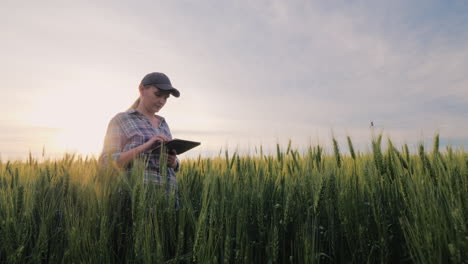 Middle-Aged-Female-Farmer-Working-In-A-Wheat-Field-Looking-At-Data-On-A-Tablet