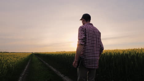 A-Successful-Farmer-Walks-Along-His-Wheat-Field-At-Sunset-People-In-Agribusiness-Concept-Steadicam-S