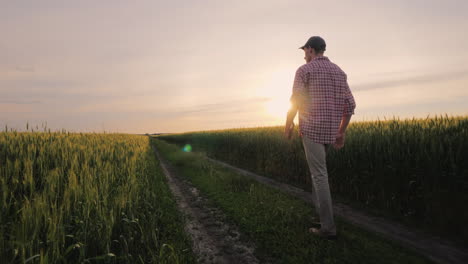 Purposeful-Male-Farmer-Goes-On-The-Road-Between-The-Fields-Of-Wheat-At-Sunset-People-In-Agribusiness