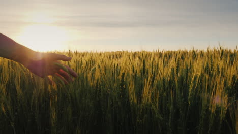 Farmer's-Hand-Looks-At-The-Ears-Of-Wheat-At-Sunset-The-Sun's-Rays-Shine-Through-The-Ears