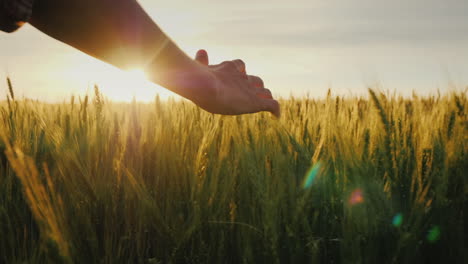 Farmers-Hand-Strokes-The-Ears-Of-Wheat-At-Sunset