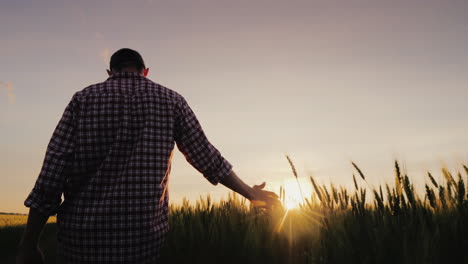 A-Man-A-Farmer-Walks-Across-A-Field-Of-Wheat-In-The-Rays-Of-Sunset-Stroking-Spikelets-With-His-Palm-
