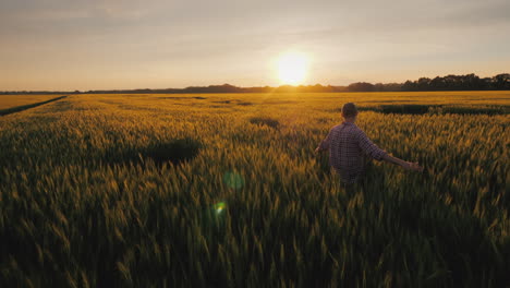 A-Young-Farmer-Looks-At-The-Spikelets-Of-Wheat-Standing-In-A-Field-At-Sunset-A-Picturesque-Rural-Lan