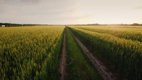 Epic-Landscape-With-A-Road-In-The-Middle-Of-Wheat-Fields-Steadicam-Pov-Video