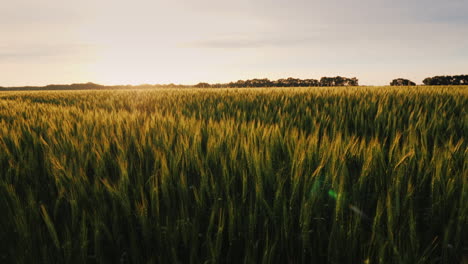 View-Of-The-Picturesque-Wheat-Field-At-Sunset-Slide-Shot