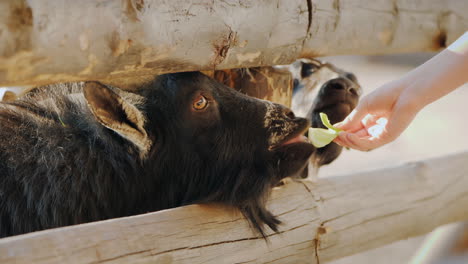 The-Niño-Gives-A-Treat-To-A-Cool-Black-Goat-Who-Sticks-His-Head-Through-The-Crack-Of-The-Fence-Farm